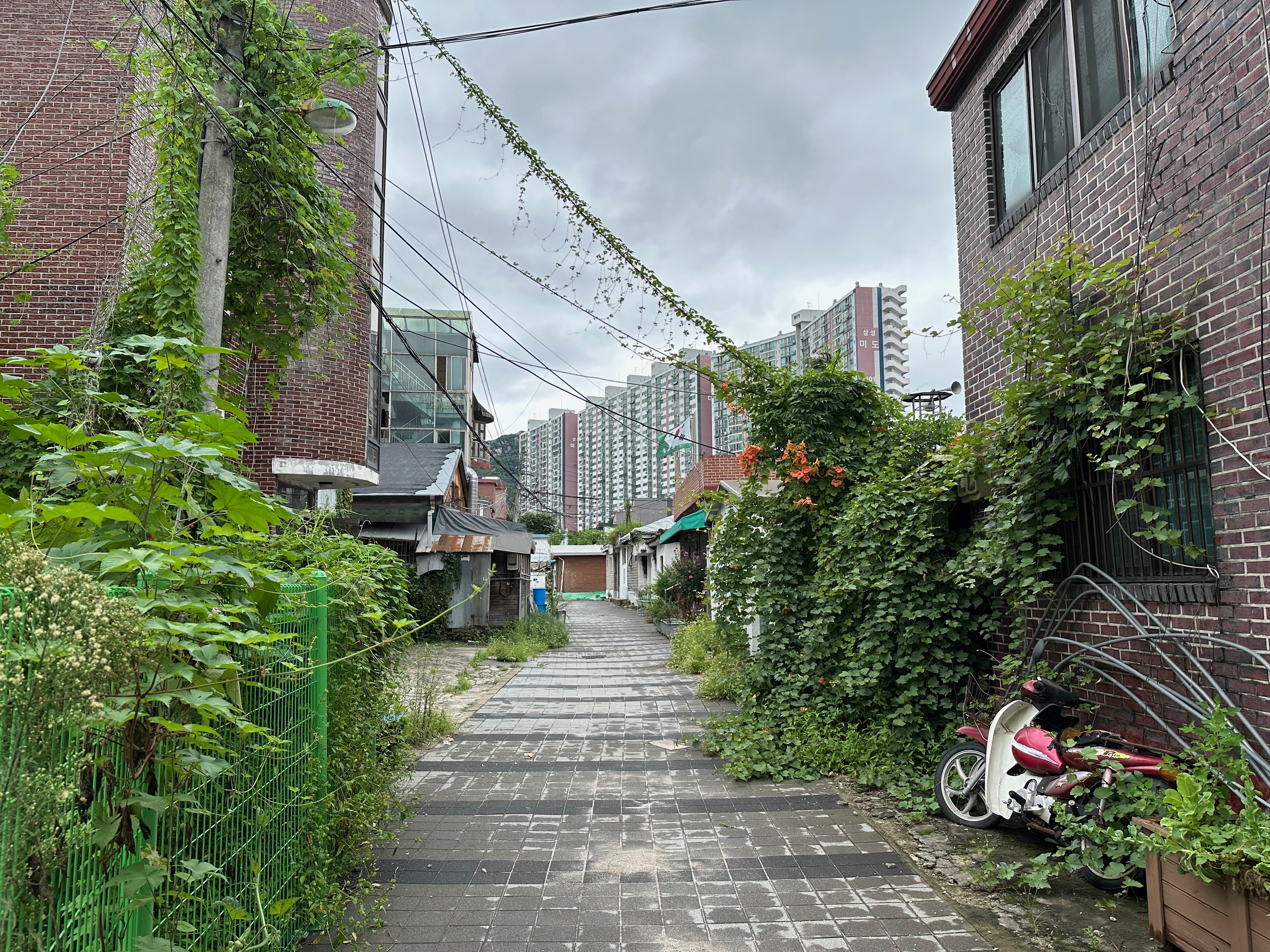 A narrow lane in Oemi Village with overgrown greenery and houses on both sides